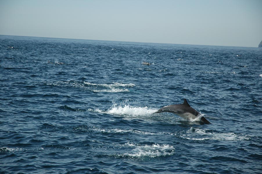 2005 Whale Watching 282