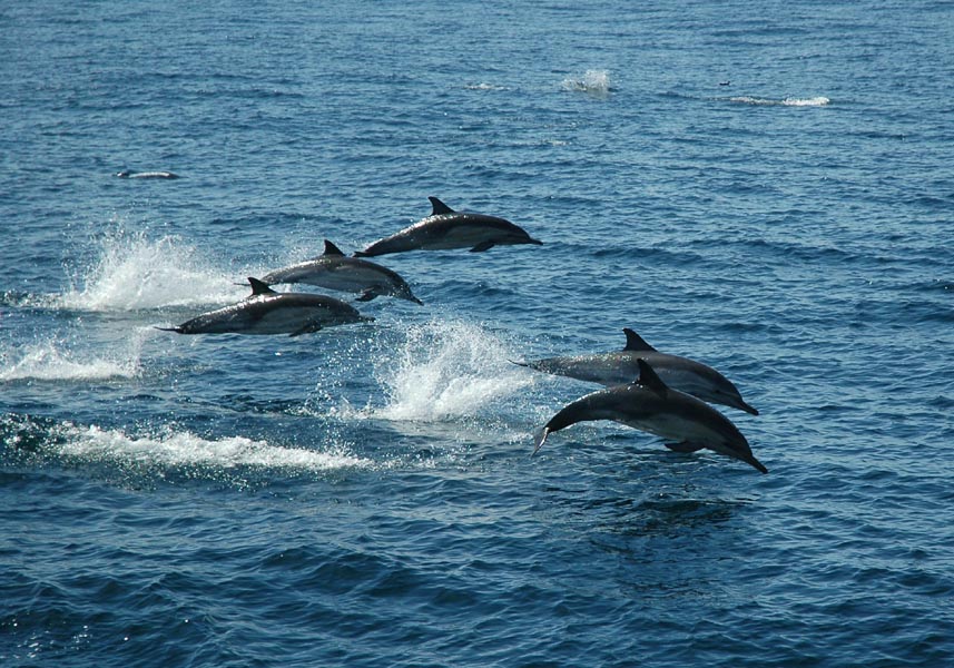 2005 Whale Watching 286