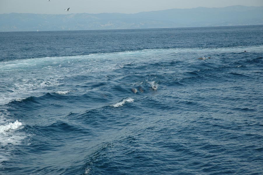 2005 Whale Watching 292