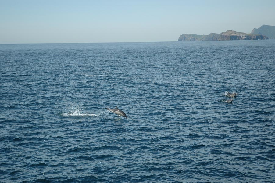 2005 Whale Watching 305