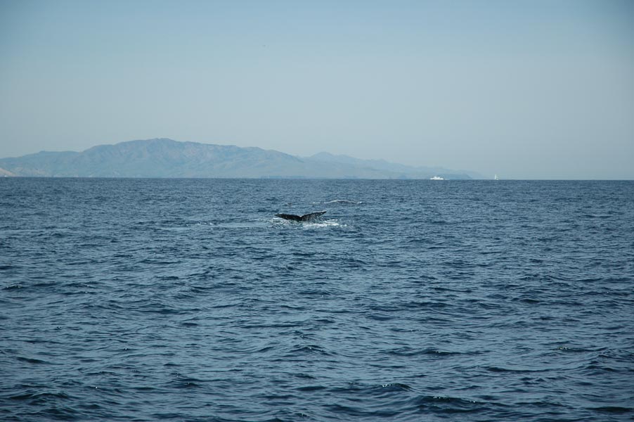 2005 Whale Watching 323