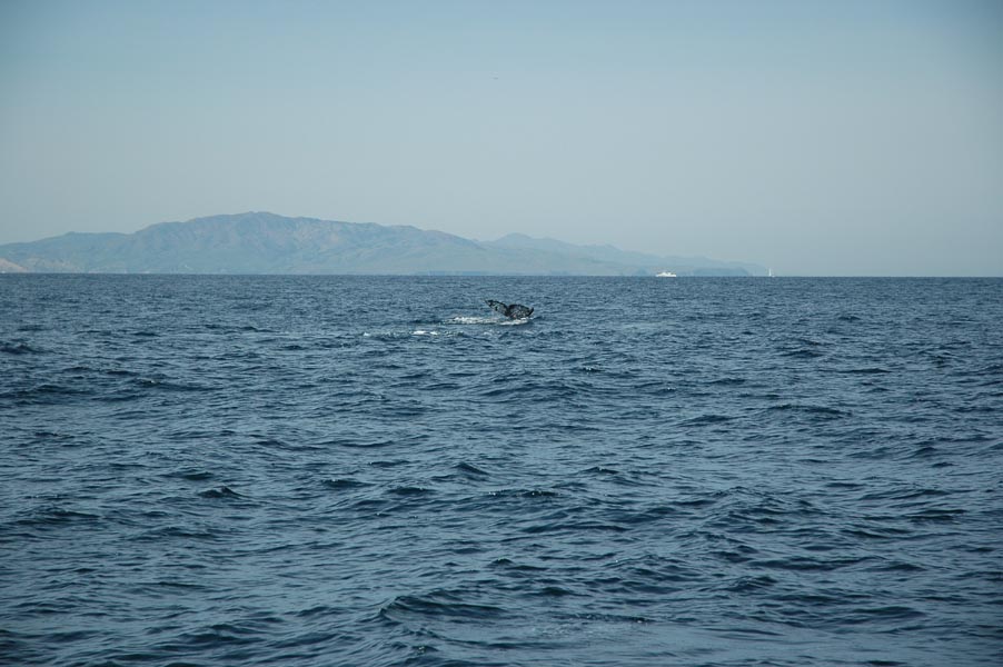 2005 Whale Watching 325