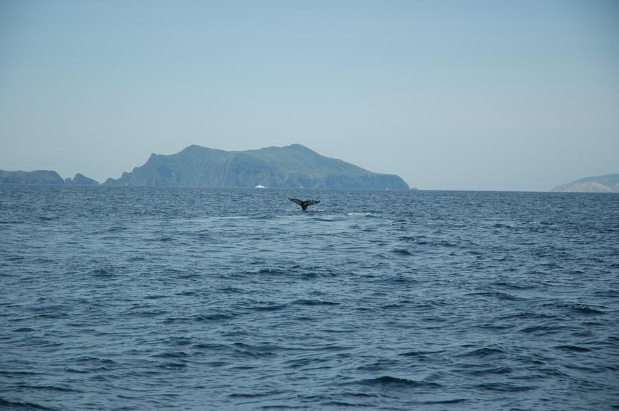 2005 Whale Watching 336