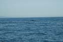 2005 Whale Watching 045