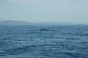 2005 Whale Watching 055