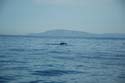 2005 Whale Watching 076