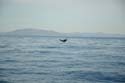 2005 Whale Watching 091