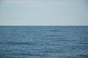 2005 Whale Watching 185