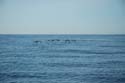 2005 Whale Watching 189