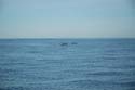 2005 Whale Watching 190