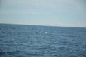 2005 Whale Watching 203