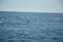 2005 Whale Watching 208