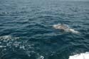 2005 Whale Watching 214