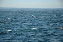 2005 Whale Watching 227