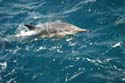 2005 Whale Watching 240