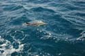 2005 Whale Watching 256