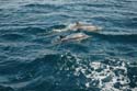 2005 Whale Watching 260