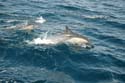 2005 Whale Watching 268