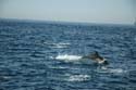 2005 Whale Watching 282