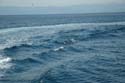 2005 Whale Watching 292