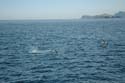 2005 Whale Watching 305