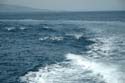 2005 Whale Watching 307