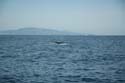 2005 Whale Watching 323