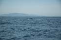 2005 Whale Watching 325