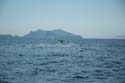 2005 Whale Watching 336