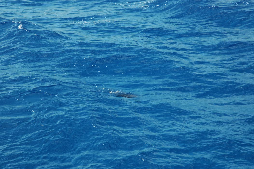2006 Bahamas 128