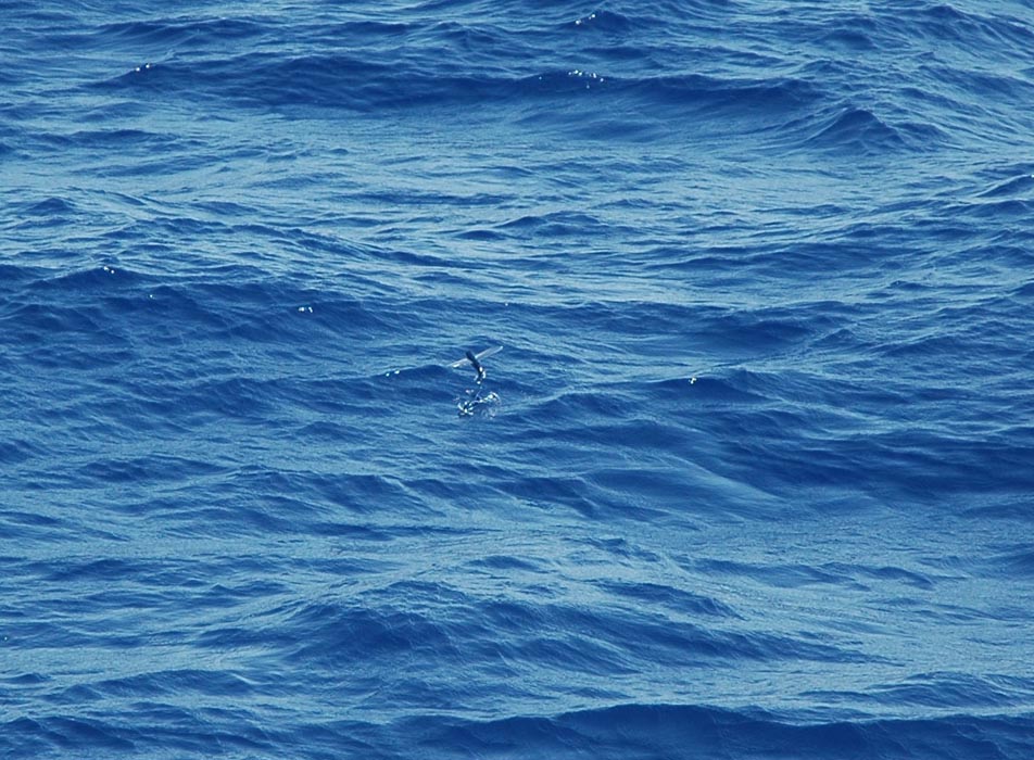 2006 Bahamas 138
