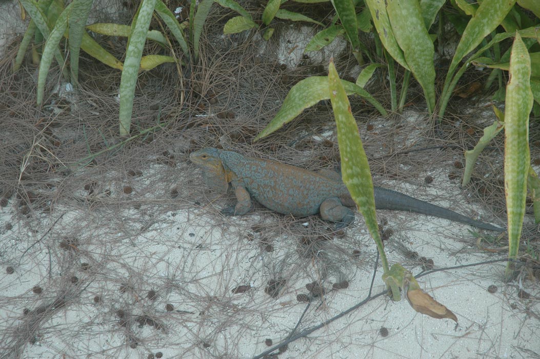 2006 Bahamas 187