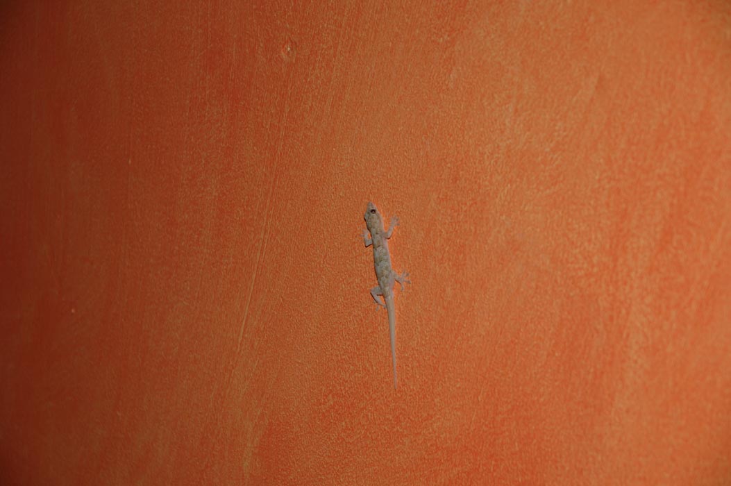 2006 Bahamas 254