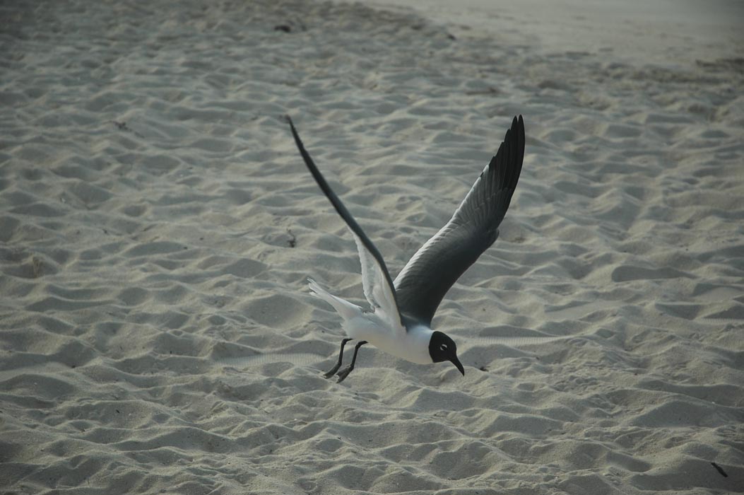 2006 Bahamas 270