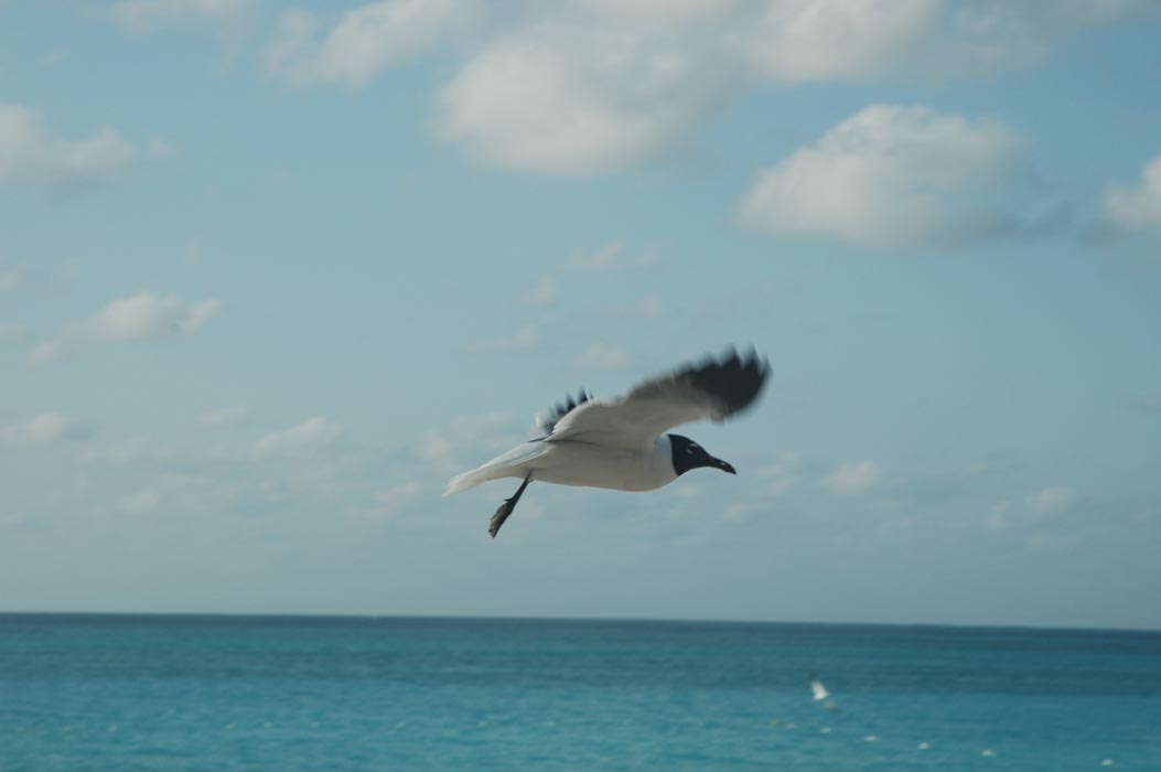 2006 Bahamas 271