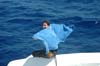 2006 Bahamas 141