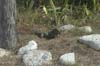 2006 Bahamas 189