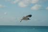 2006 Bahamas 271