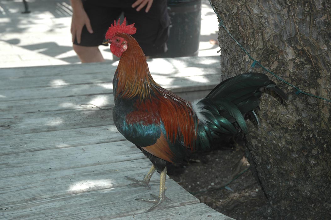 2006 Bahamas 820