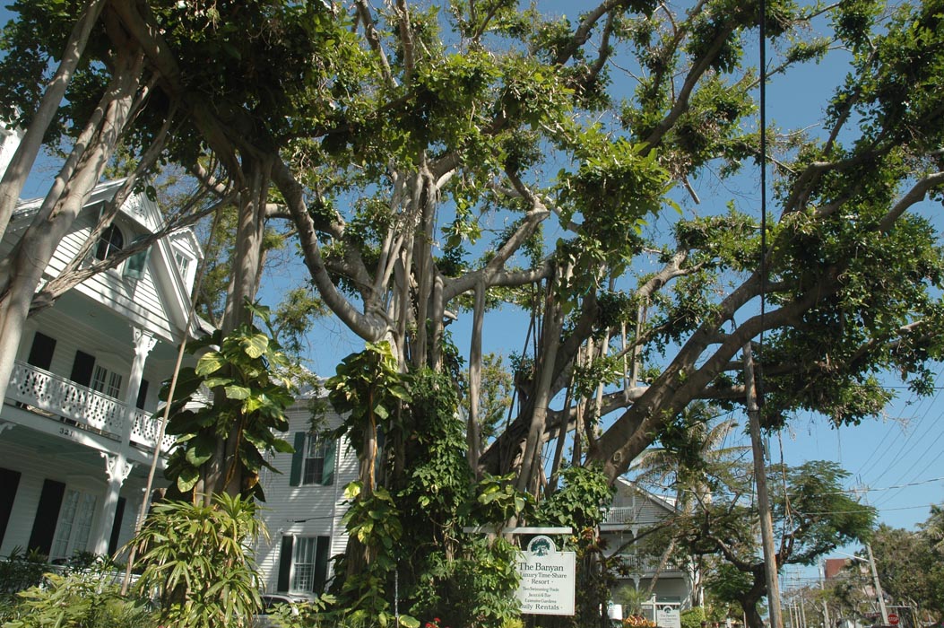 2006 Bahamas 822