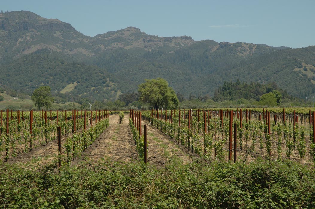 2006 Napa Birthdays 204