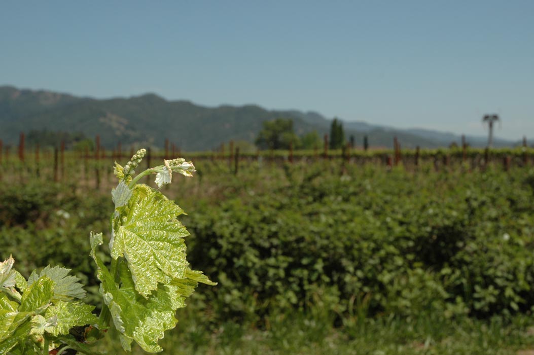 2006 Napa Birthdays 227