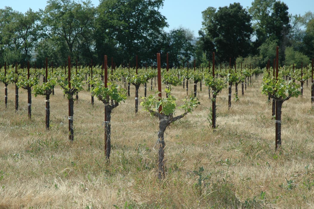 2006 Napa Birthdays 430