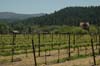 2006 Napa Birthdays 196