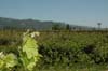 2006 Napa Birthdays 227