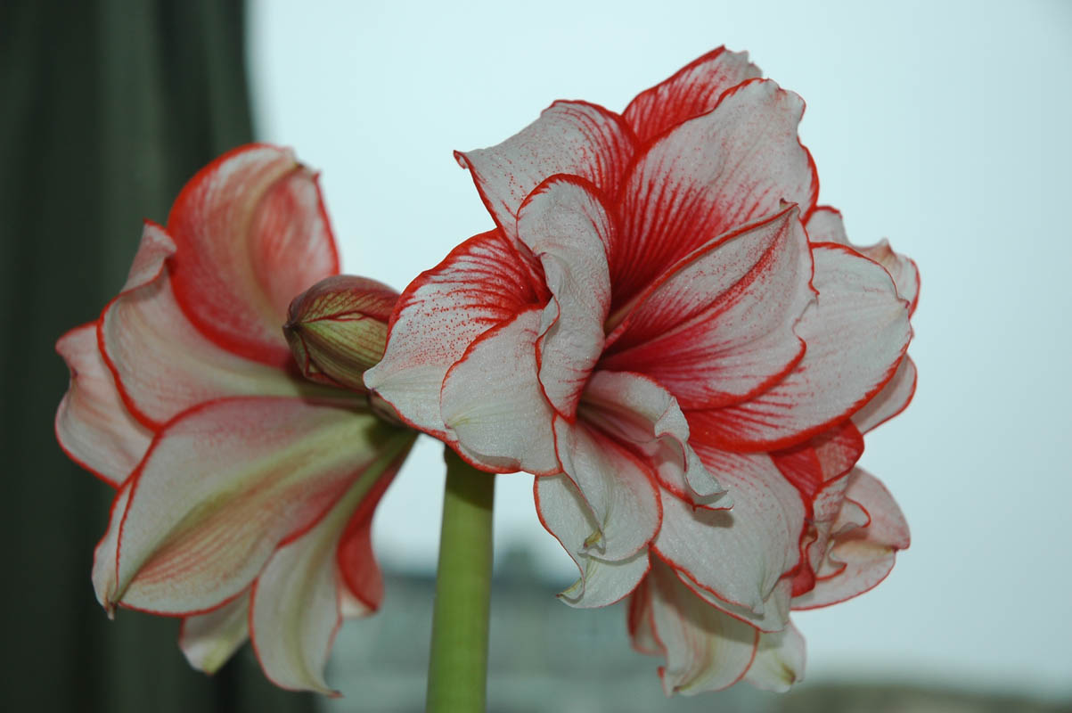 2006 Orchid Show 004