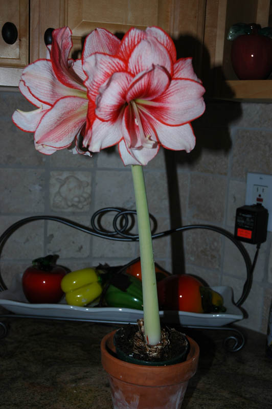 2006 Orchid Show 011
