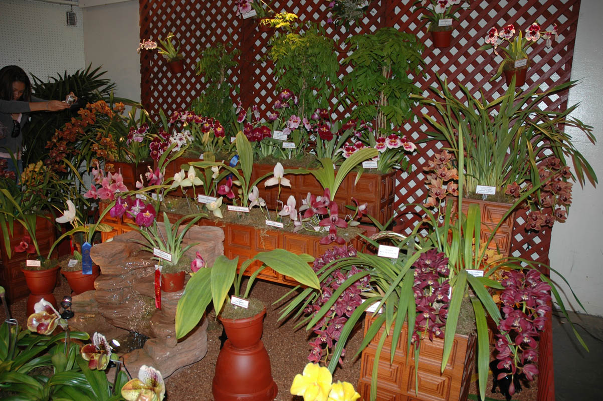 2006 Orchid Show 035