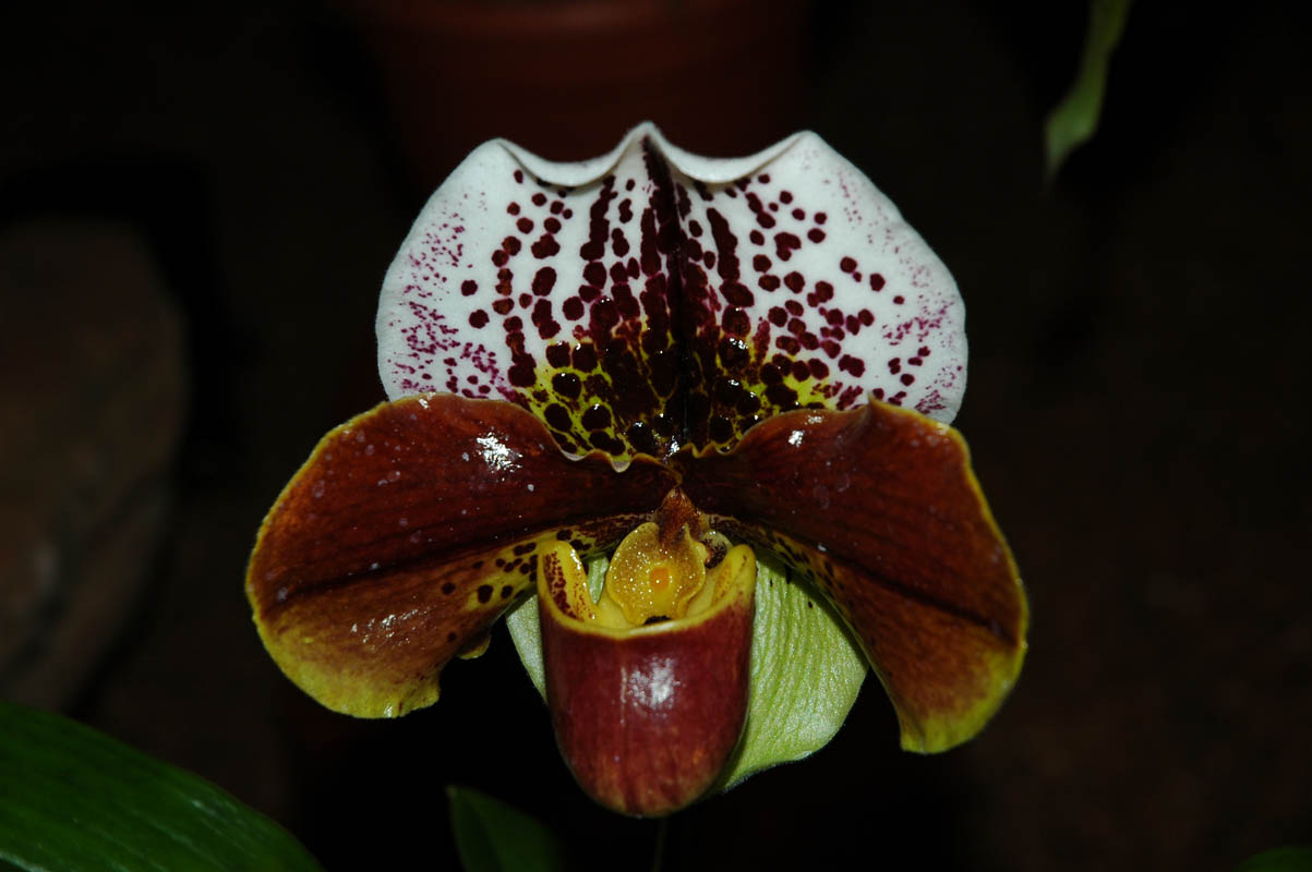 2006 Orchid Show 037
