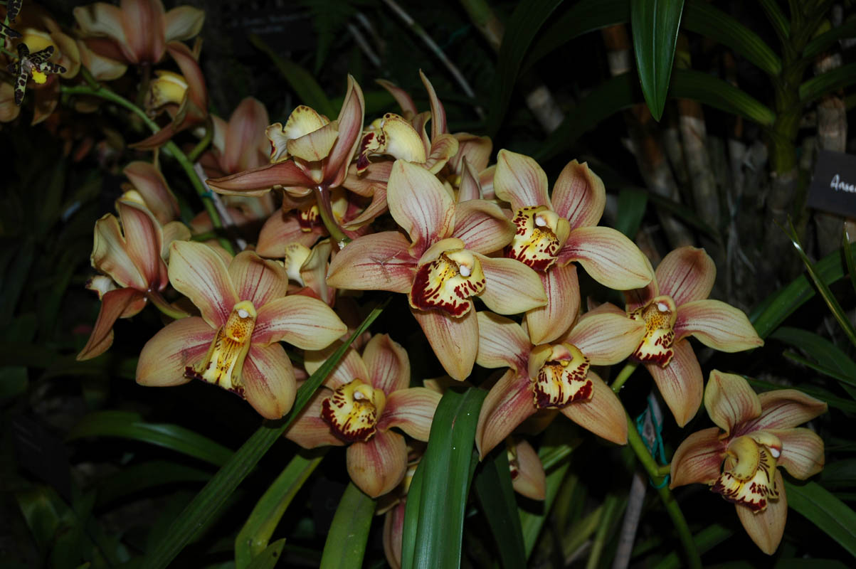 2006 Orchid Show 043